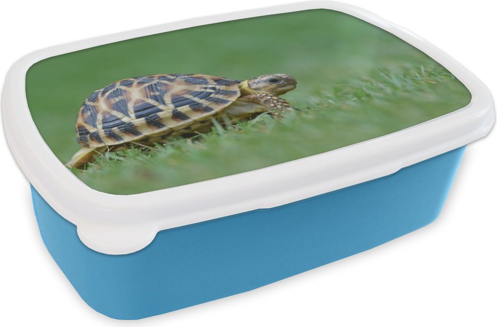 KitchenYeah Lunchbox Brotzeit Brotdose 17x11 cm Schildkröte im Gras Kinder Brotzeitdose - Lunch - Kunststoff - Brotbüchse - Sandwichbox - Lunc...