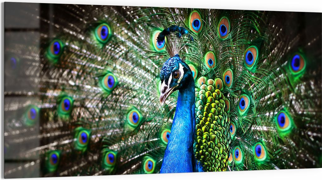 DEQORI Glasbild Echtglas 100x50 cm 'Schönheit des Gefieders' Wandbild Bild modern Deko