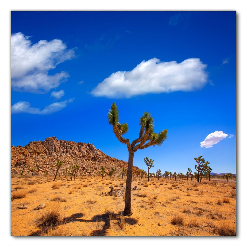Wallario selbstklebende Möbelfolie/ Tischdecke für Innen und Außen, Größe: 70 x 70 cm - Palmlilie im Nationalpark Yucca Valley Wüstenlandschaft