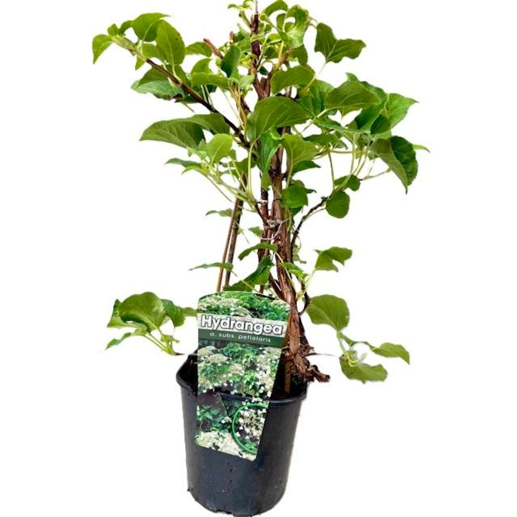 A potted hydrangea plant with a label.