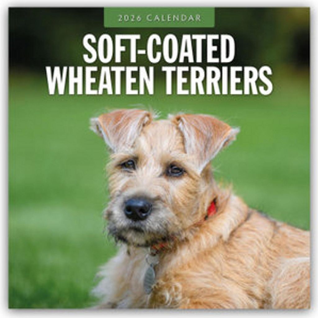 Soft-Coated Wheaten Terriers - Soft-Coated Wheaten Terrier 2026 - 16-Monatskalender
