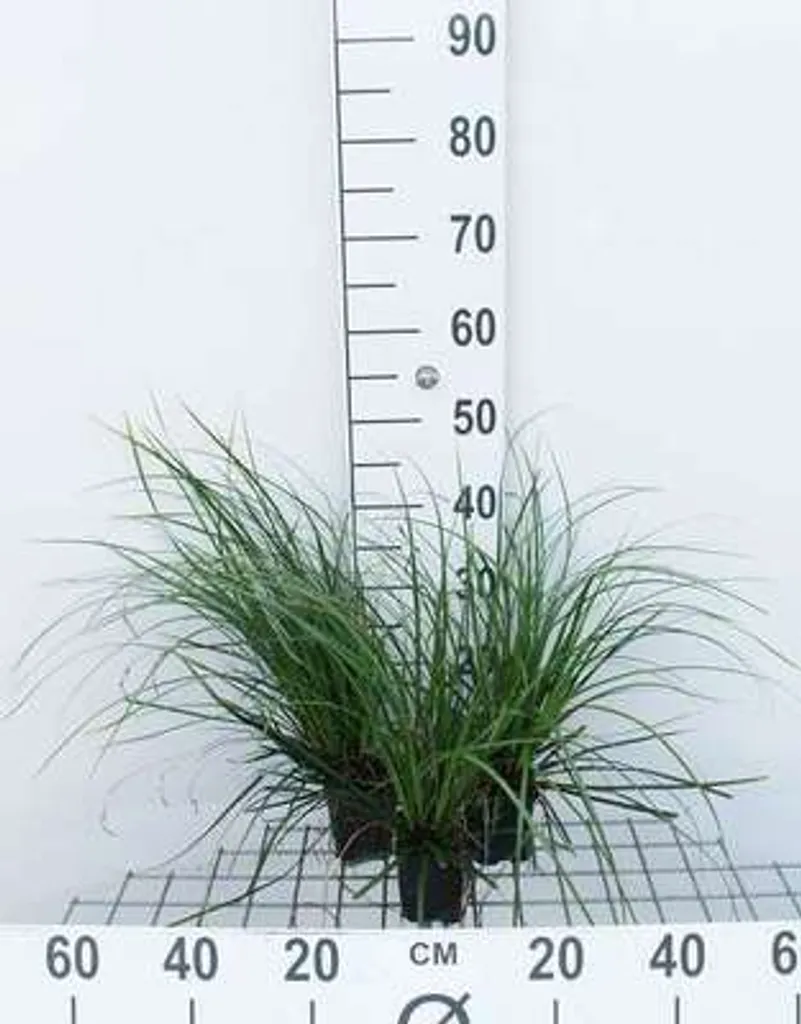 Graminée ornementale Carex Evergreen - Lot de 6 plantes en pot 9x9cm