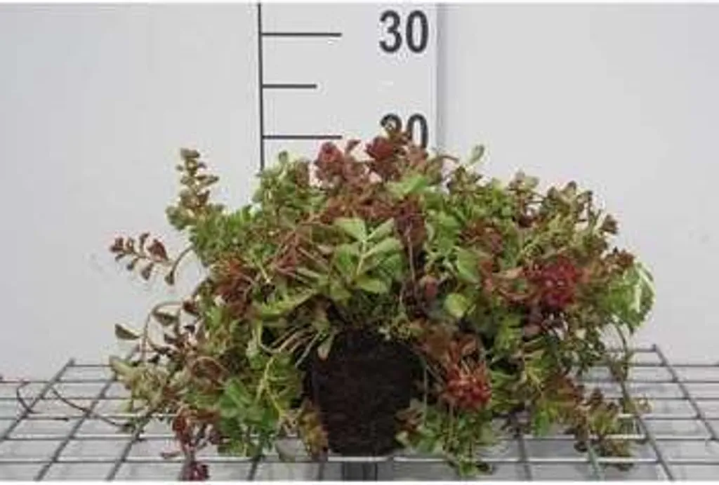 Sedum Schorbuser Blut idéal pour toiture végétalisée et rocaille
