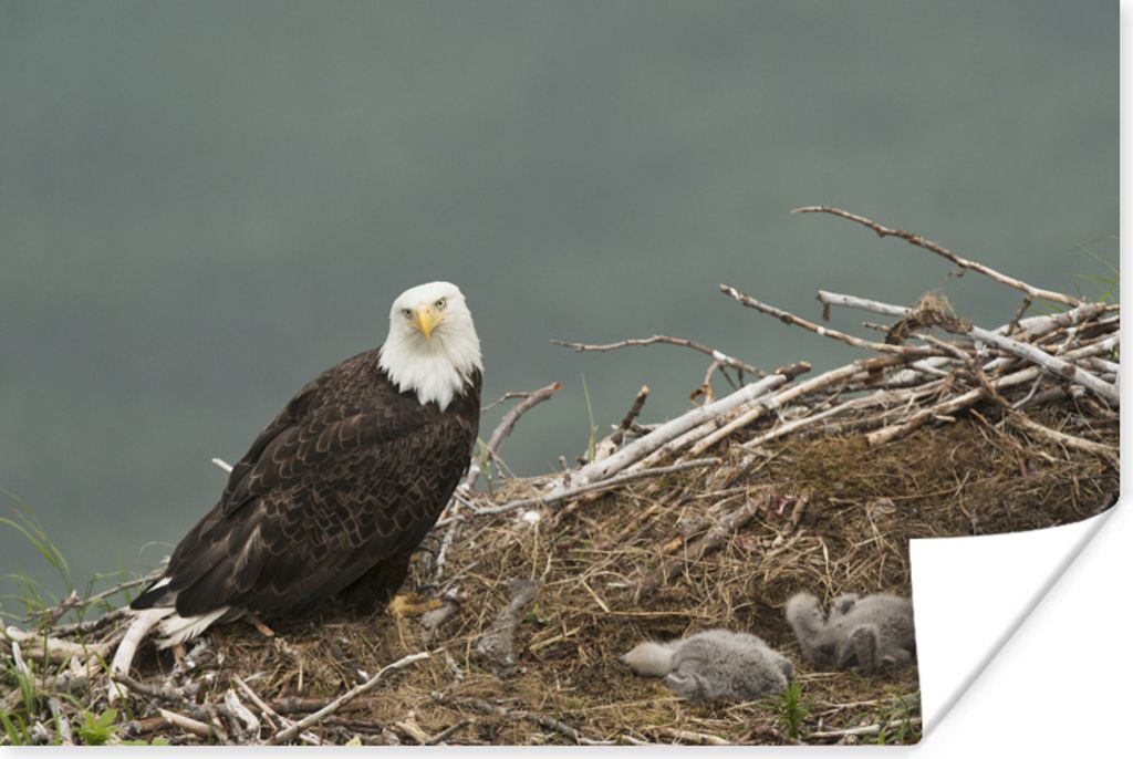 MuchoWow Poster Ein Weißkopfseeadler mit einem Kükenpaar im Nest 30x20 cm - Plakate - Print