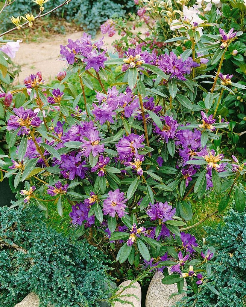 Rhododendron 'Govenianum', immergrün, rosa Blüten, 40–50 cm
