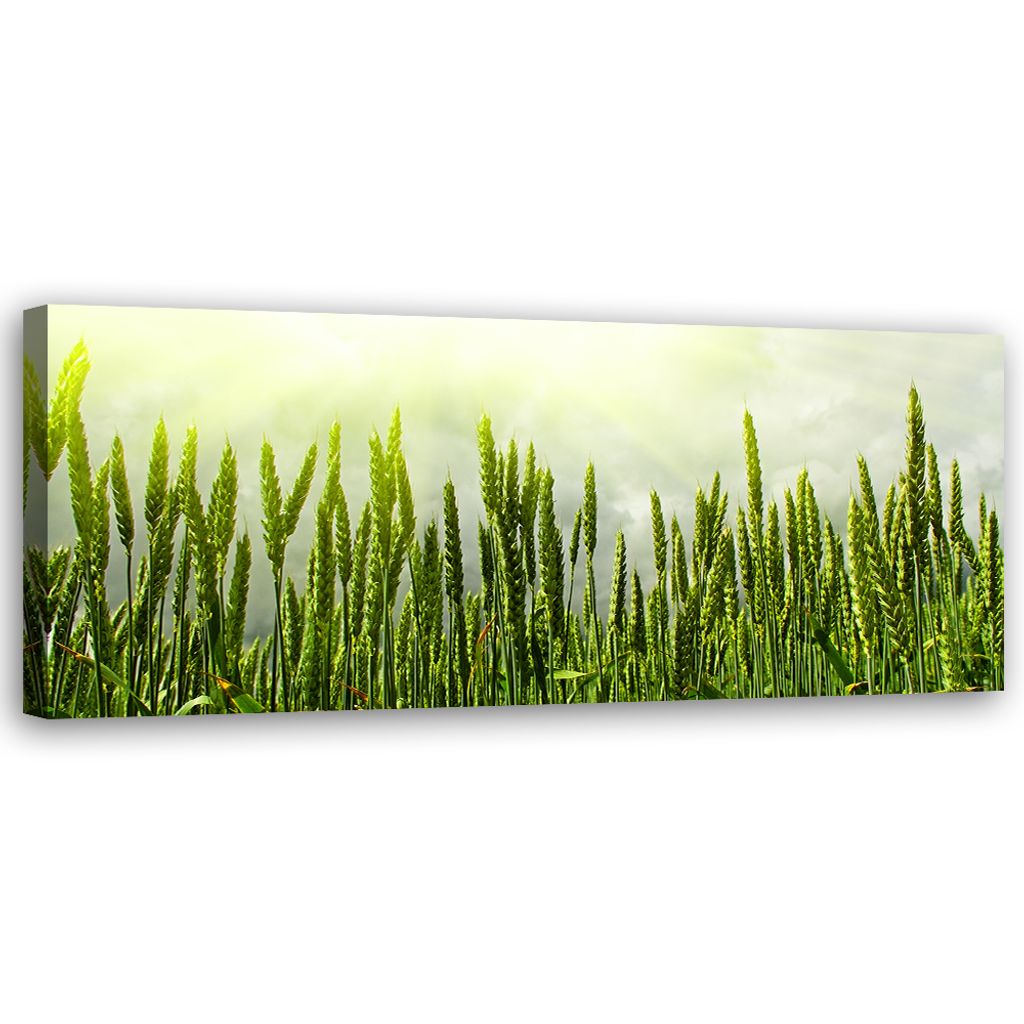 Leinwandbild Weizenfeld 150x50 Feeby Grün bild für die wand bereit zum aufhängen
