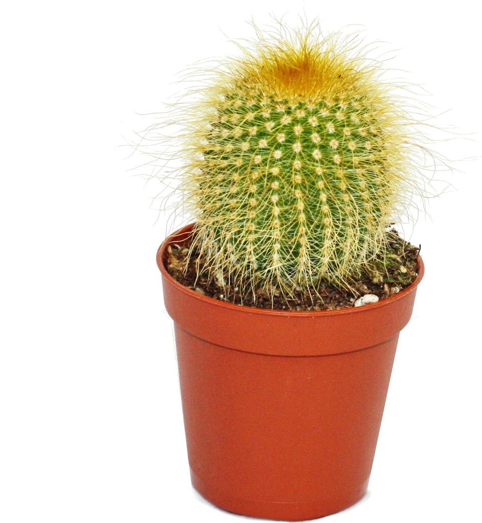 Eriocactus leninghausii - kleine Pflanze im 5,5cm Topf