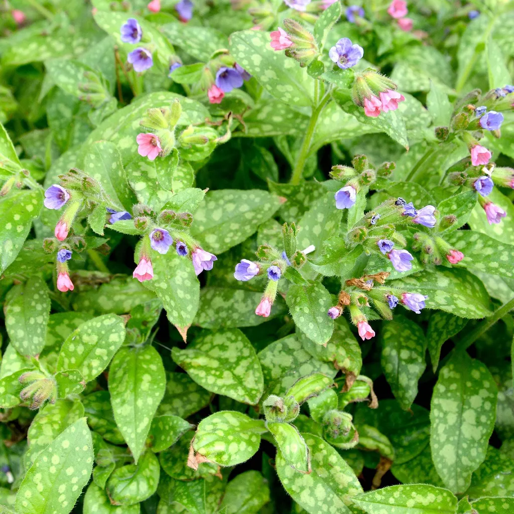 Lungwort 'Mrs Moon' à feuillage argenté - Pot 9cm Bakker pour massif