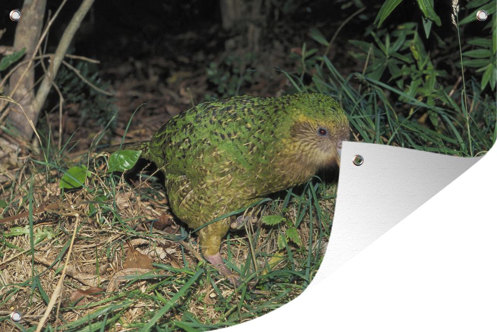 MuchoWow 90x60 cm Outdoor-Poster Gartendeko Sichtschutz Garten Poster für den Garten Kakadu im Gras