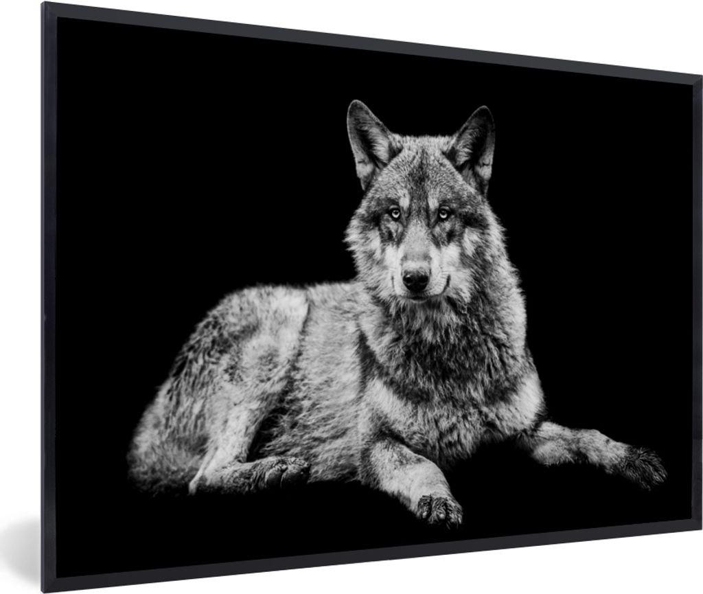 MuchoWow Gerahmtes Poster Wildlife - Wolf - Schwarz - Weiß 90x60 cm - Poster mit Schwarzem Bilderrahmen Wandposter Rahmen Foto Bilder - Fotorahm...