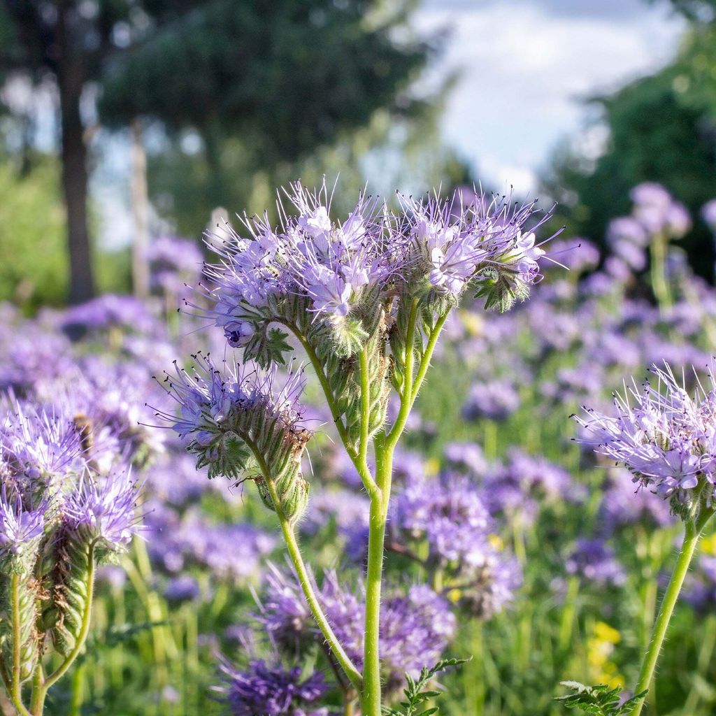 Phacelia Tanacetifolia, pianta del miele - semi biologici - Immagine del prodotto 