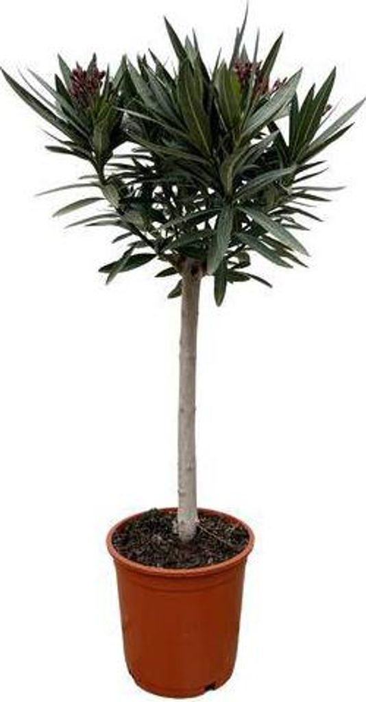 Rosenlorbeer Nerium Oleander 90cm Ø22cm weiße Immergrüne Kübelpflanze