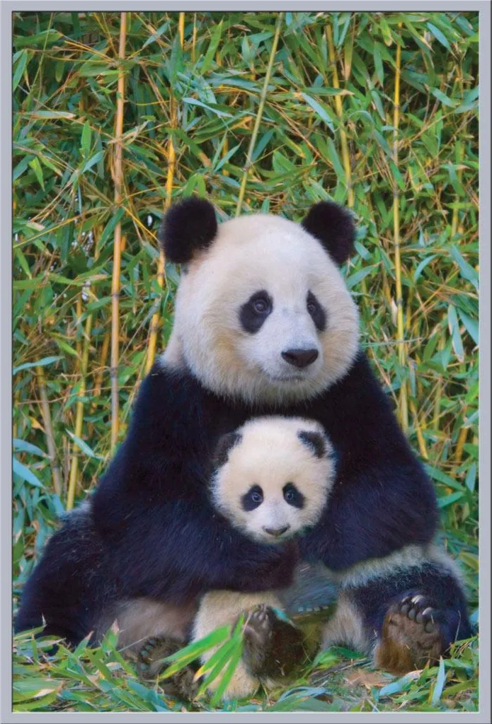 Cadre Photo Panda Maman et Bébé avec Cadre Argenté Maxi Shinsuke Déco