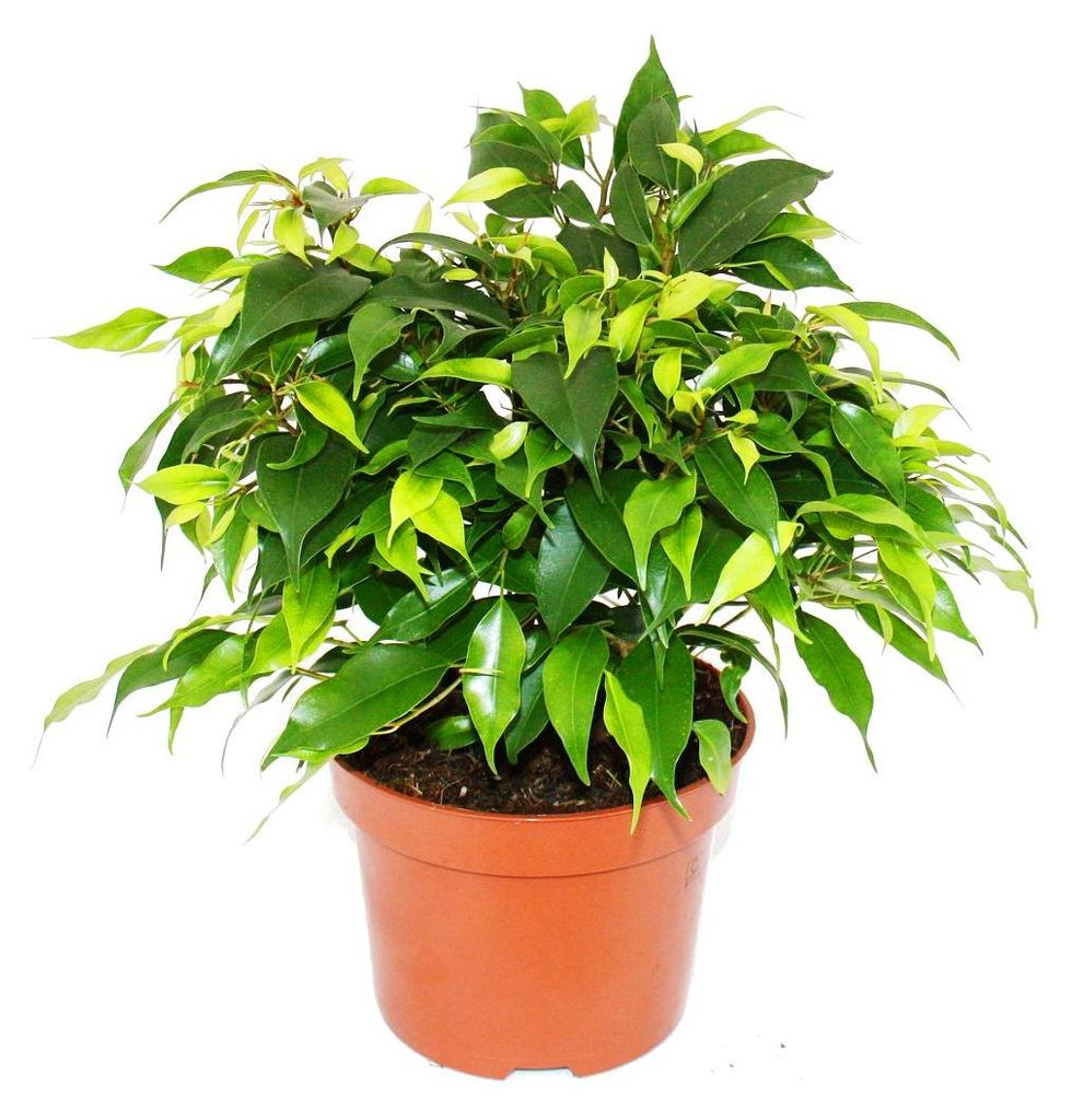 Buschige Birkenfeige - Ficus benjamini "Kinky Green" - 12cm Produktbild 
