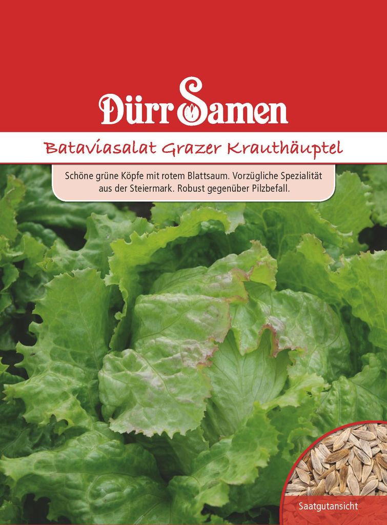 Kopfsalat Grazer Krauthäuptel | Kopfsalatsamen von Dürr Produktbild 