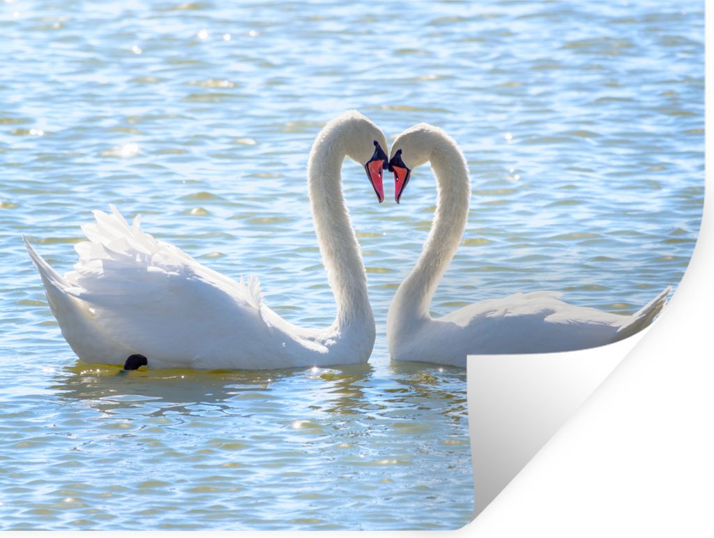 MuchoWow Wandtattoo Wandsticker Wandaufkleber Vögel - Schwan - Wasser - Liebe - Sonne 40x30 cm Selbstklebend und Repositionierbar - Faltenfrei
