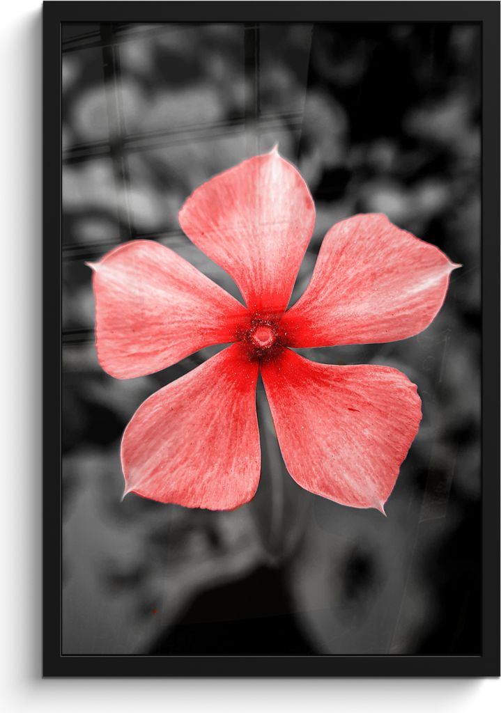 MuchoWow MuchoWow Gerahmtes Poster Blumen - Rot - Schwarz - Weiß 40x60 cm - Poster mit zchwarzem Bilderrahmen - Papierdruck - Wandbilder