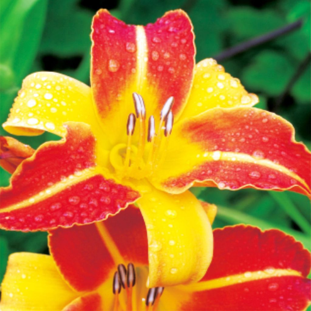Taglilie Hemerocallis Staude Rhizom pflegeleicht Taglilie Frans Halls 1 St.