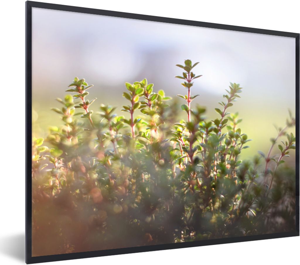 MuchoWow Gerahmtes Poster Wintersonnenlicht beleuchtet Thymianpflanzen in der Natur 40x30 cm - Poster mit Schwarzem Bilderrahmen Wandposter Rahme...