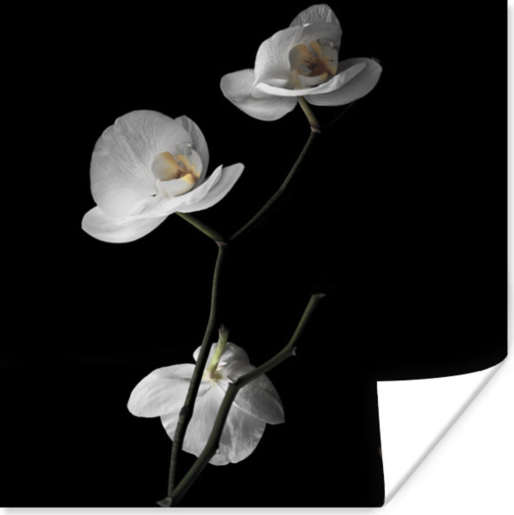 MuchoWow Poster Orchidee - Blumen - Schwarz - Weiß - Stilleben 30x30 cm - Wandposter - Printing