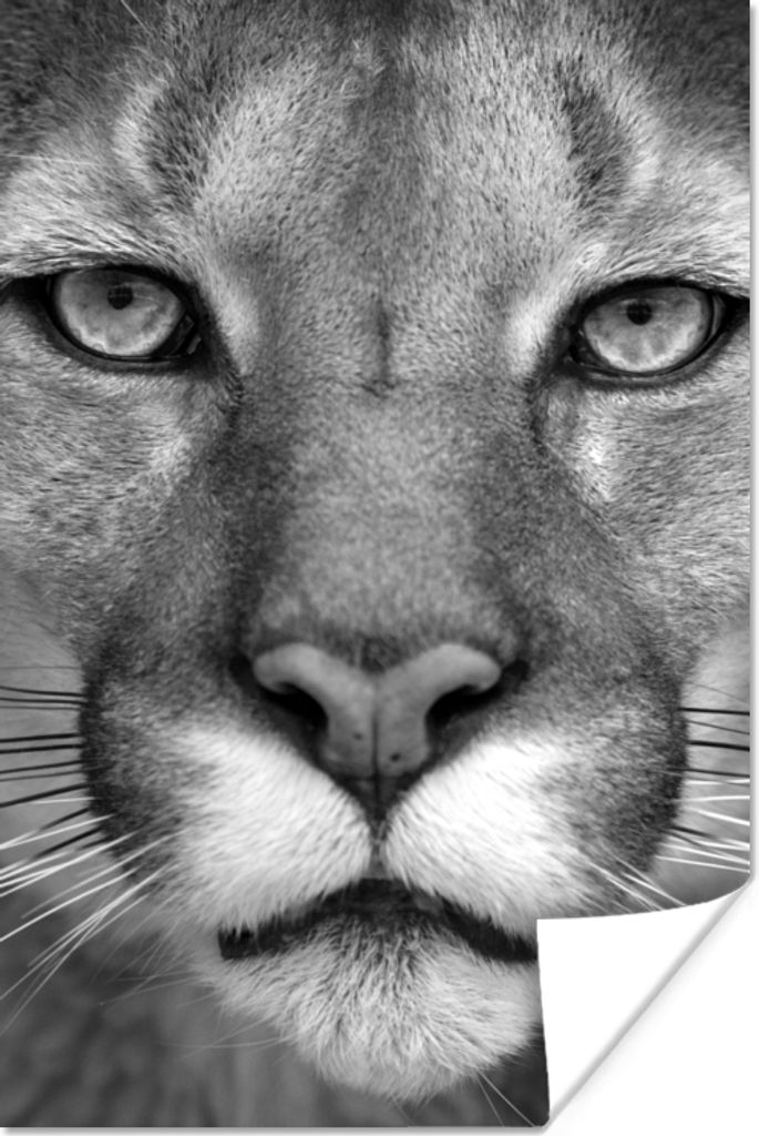 MuchoWow Poster Panther - Wildlife - Schwarz - Weiß 120x180 cm - Kunstposter