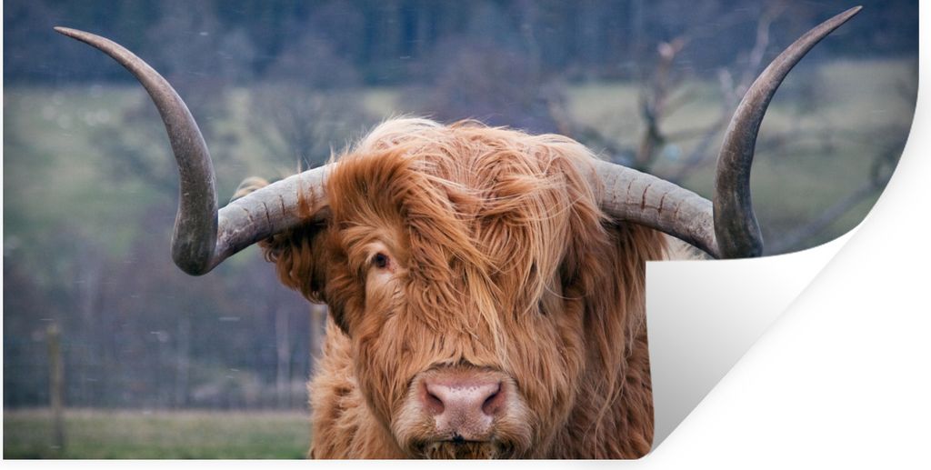 MuchoWow Wandtattoo Wandsticker Wandaufkleber Schottischer Highlander - Kuhkopf - Landschaft - Natur - Kuh 40x20 cm Selbstklebend und Repositioni...