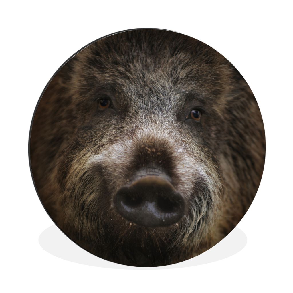 MuchoWow Aluminium Wandkreis Wildschwein - Tier - Schwein Ø 30 cm Wanddeko Modern Wohnzimmer - Wand Bild - Wohnzimmer - Runde Bilder - Alubilder...
