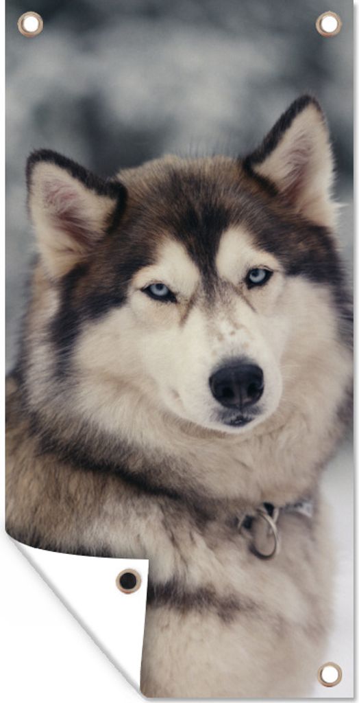 MuchoWow 80x160 cm Outdoor-Poster Gartendeko Sichtschutz Garten Poster für den Garten Porträt eines Huskys