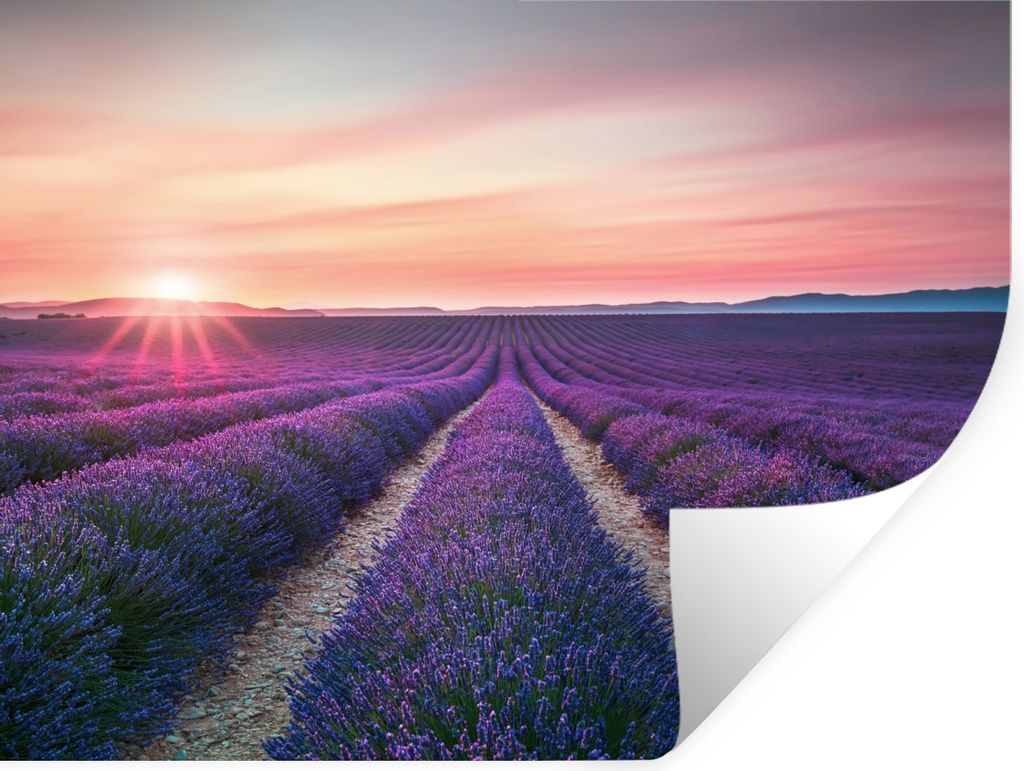 MuchoWow Wandtattoo Wandsticker Wandaufkleber Lavendel - Lila - Blumen 160x120 cm Selbstklebend und Repositionierbar - Selbstklebend - Fototapeten
