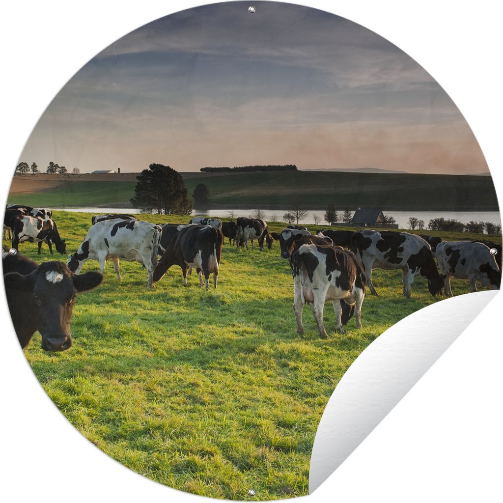 MuchoWow Gartenposter Outdoor-Poster Rund Kuh - Gras - Sonnenuntergang Ø 120 cm Gartendeko Rundes Poster draußen