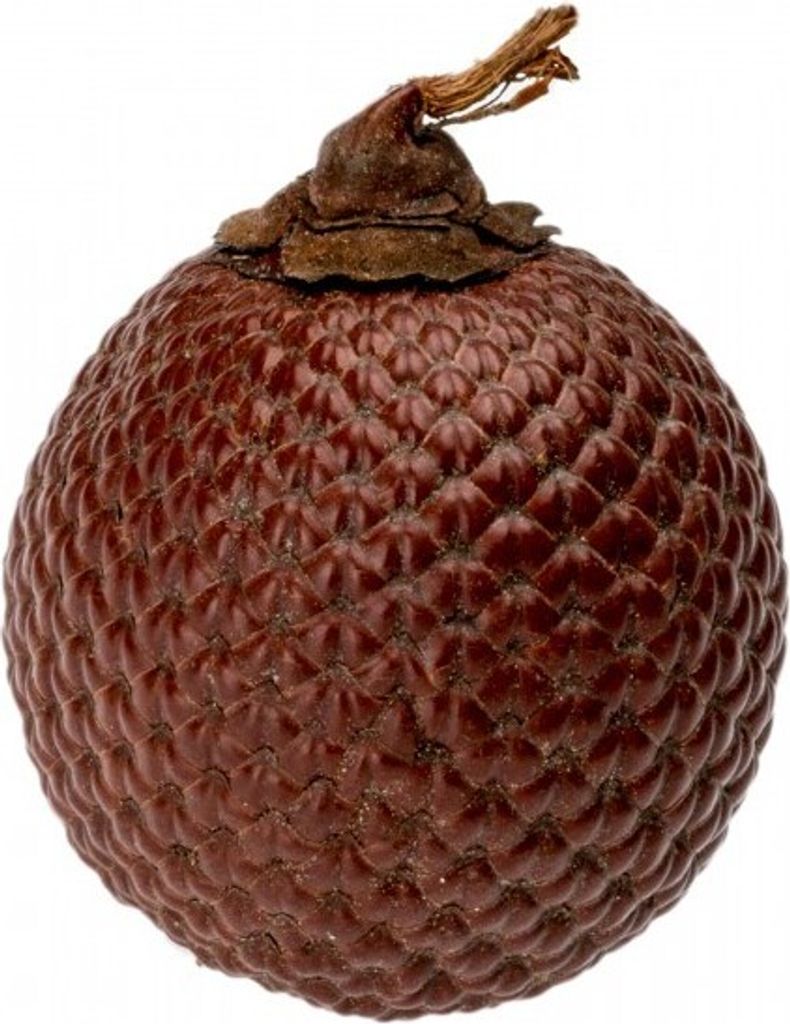 Laranja Nuss Größe ca. 5cm | Mauritia flexuosa Produktbild 