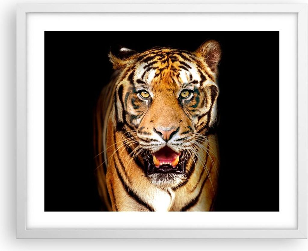 Gerahmtes Poster - Weißer Rahmen - tiger tier - 50x40 cm - Wand Bild - Wanddeko - Wandbilder - Kunstposter - Wandposter - Bilderrahmen - Bilder - ...