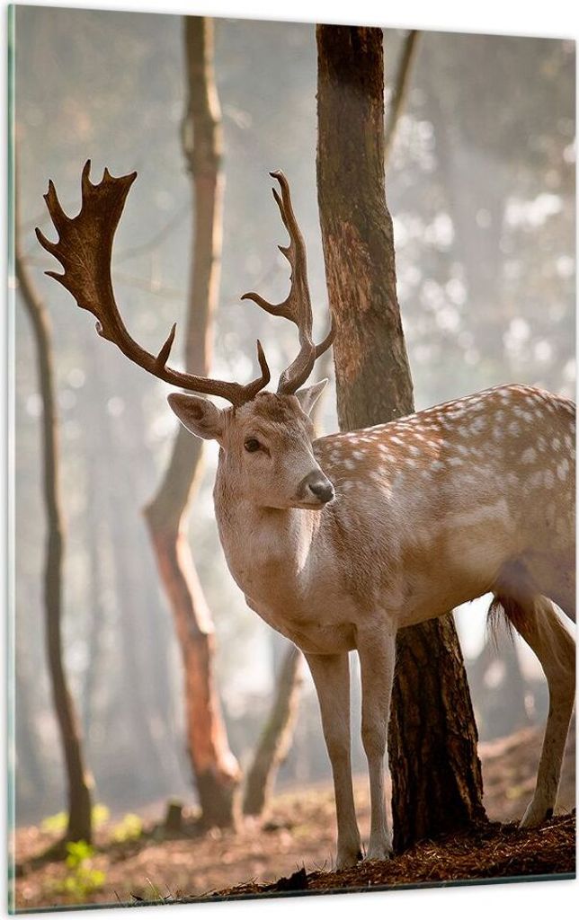 Bilder auf glas - Einteilig - Kitz Hirsch Tier wild - 50x70cm - Glasbilder - Wandbilder - Bilder - zum Aufhängen bereit - Wanddekoration aus Glas ...