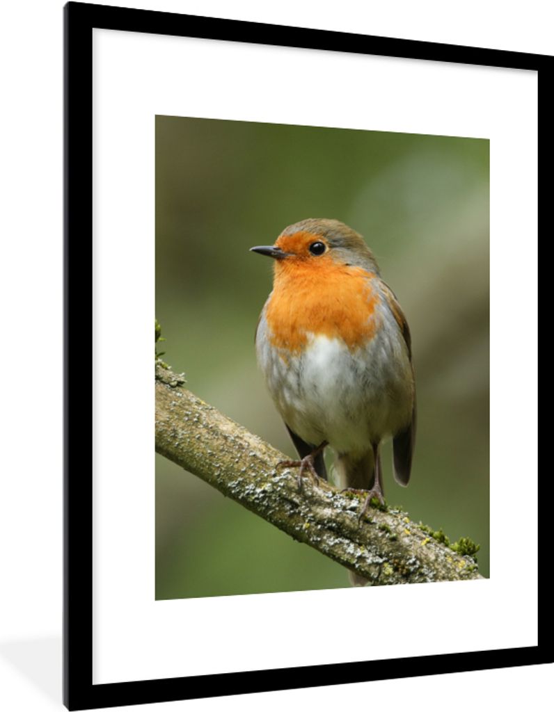 MuchoWow Gerahmtes Poster Vogel - Rotkehlchen - Zweig - Pflanzen 60x80 cm - Poster mit Schwarzem Bilderrahmen Wandposter Rahmen Foto Bilder - Woh...