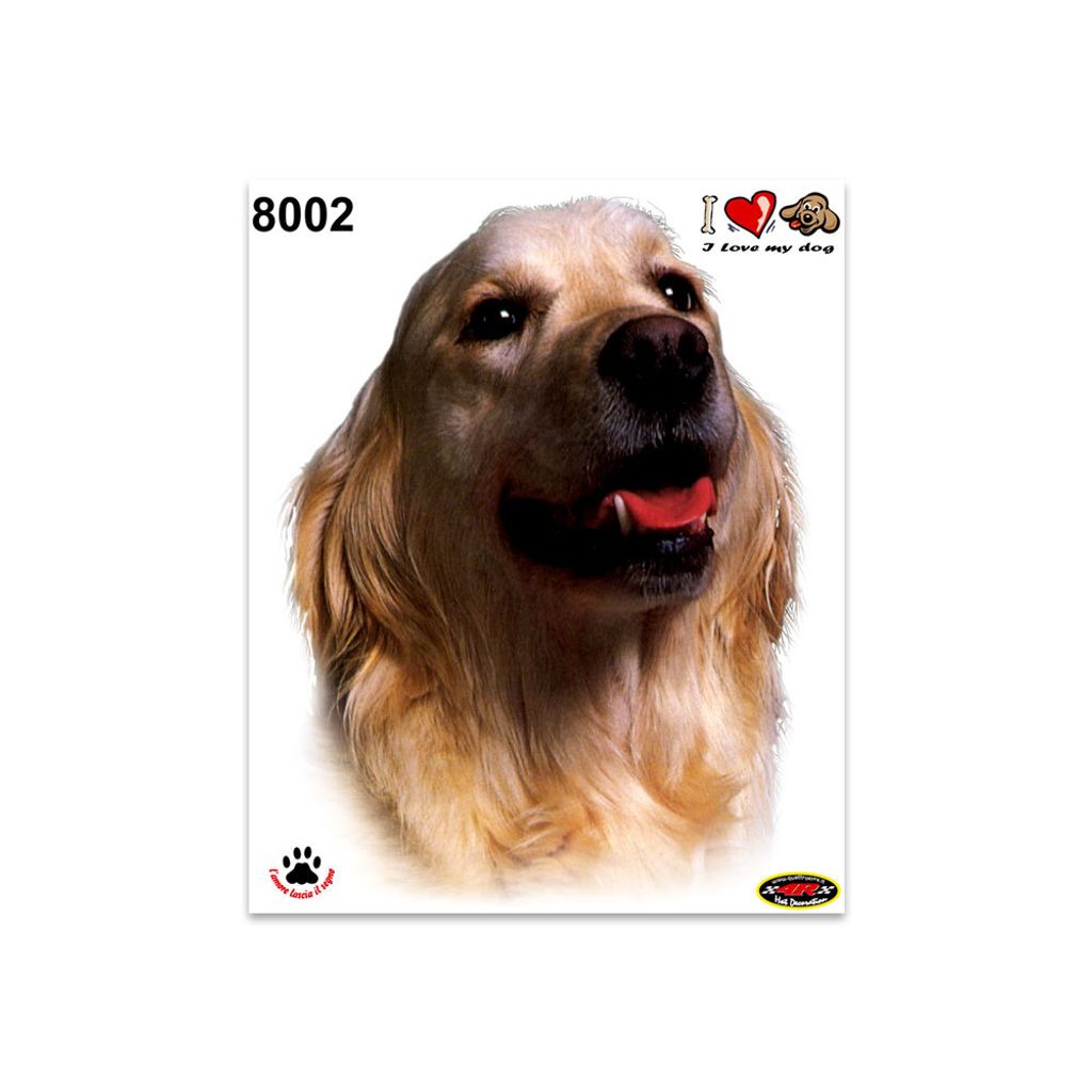 Sticker Golden Retriever 14 x 16 cm
