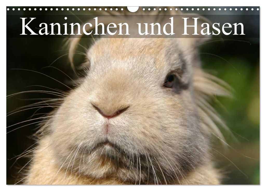 Kaninchen und Hasen (Wandkalender 2027 DIN A3 quer), CALVENDO Monatskalender