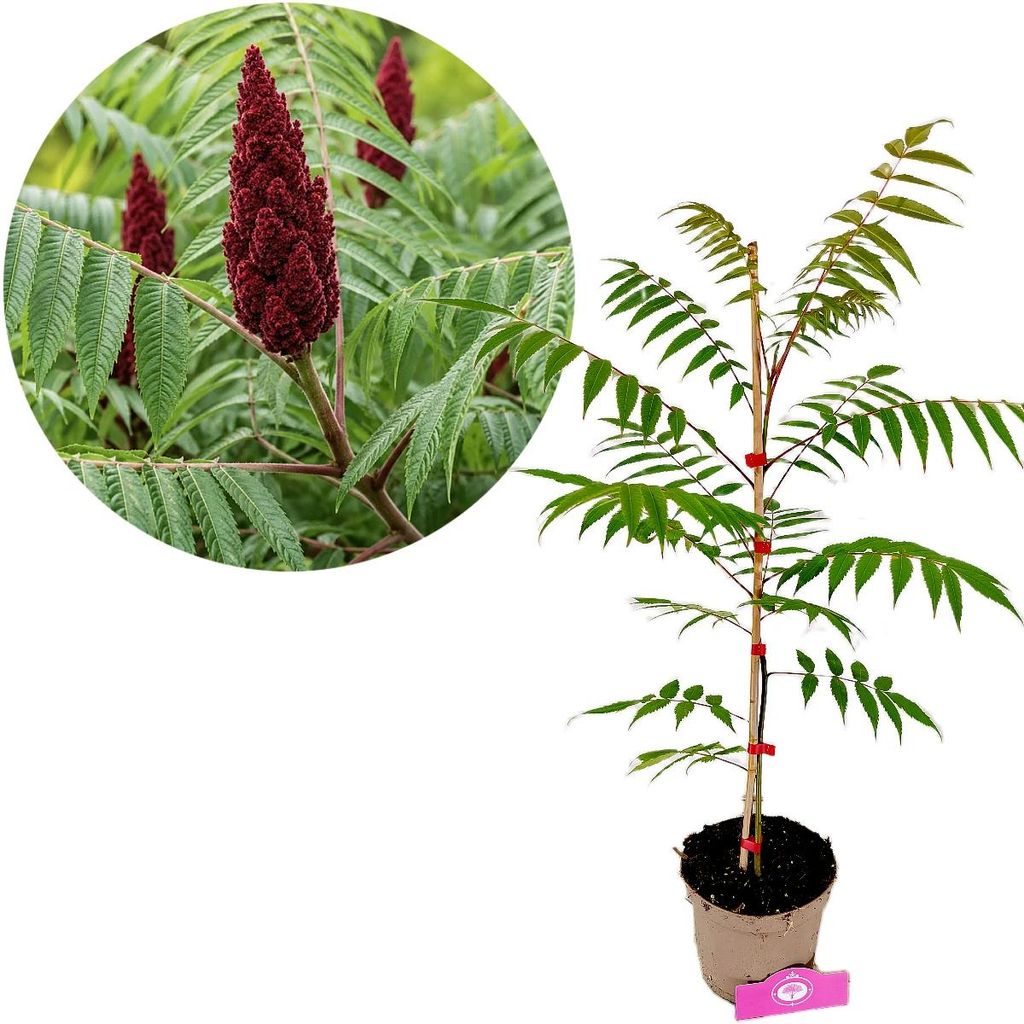 Rhus typhina, fluweelboom, hoogte 80 cm, pot van 2 liter Productafbeelding 