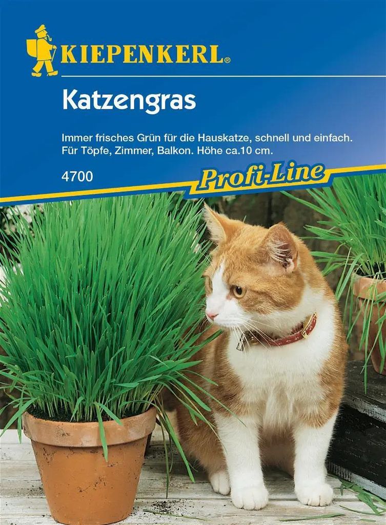 Katzengras (Inhalt: 30 gr), diese Mischung findet bei Produktbild 