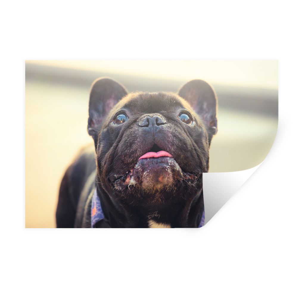 MuchoWow Wandtattoo Wandsticker Wandaufkleber Französische Bulldogge - Schwarz - Sonne 120x80 cm Selbstklebend und Repositionierbar - Selbstkleb...