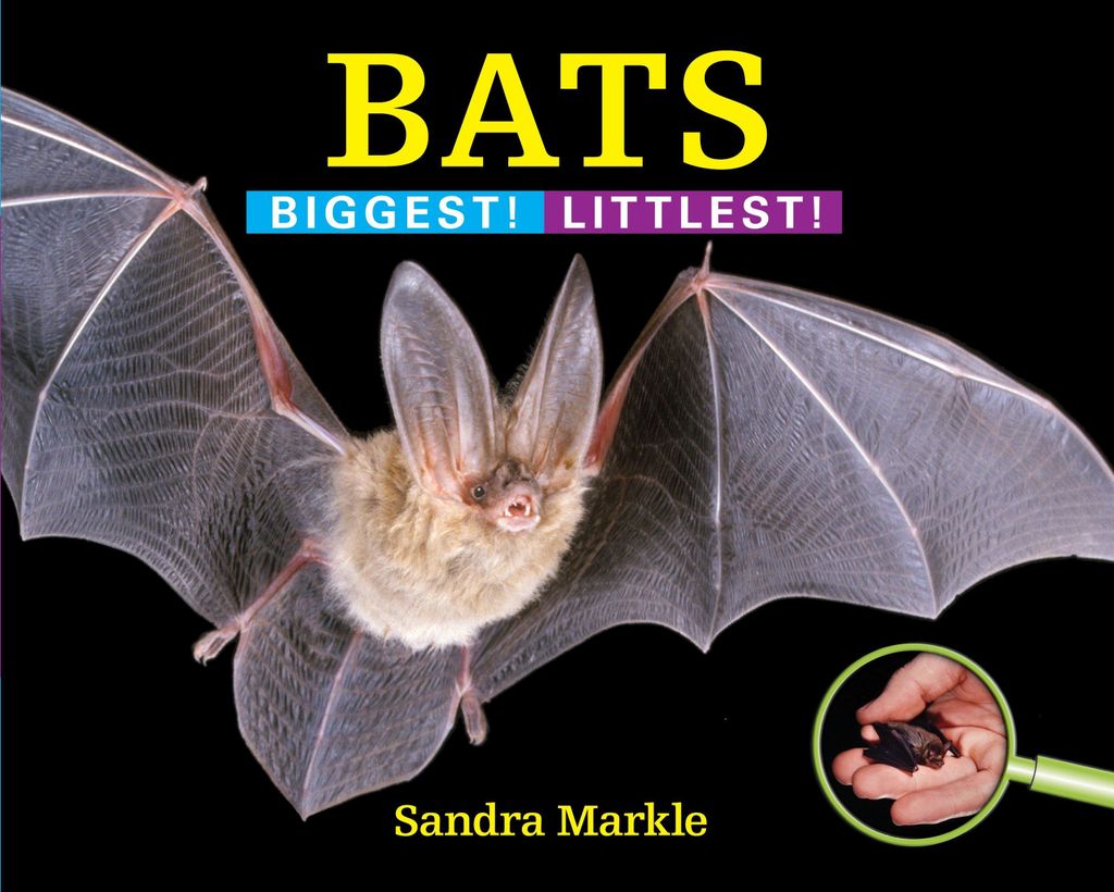 Bats Biggest Littlest – Lingua: Inglese
