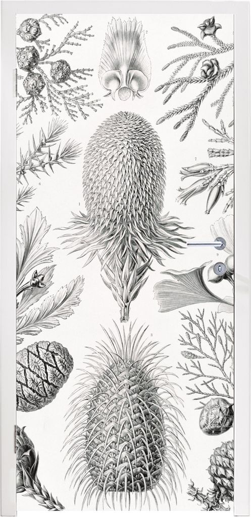MuchoWow Türtapete Selbstklebende Türfolie Koniferen - Ernst Haeckel - Kunst - Retro - Illustration - Natur 80x205 cm Türposter Türaufkleber ...