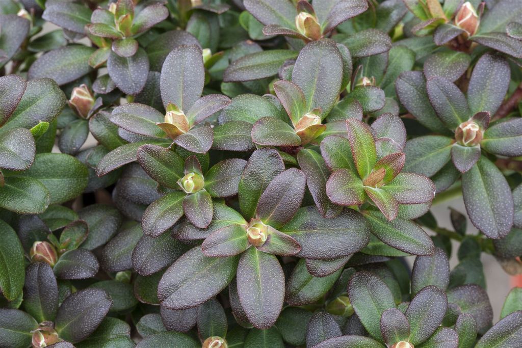Rhododendron hanceanum 'Shamrock', gelb, 20–25 cm