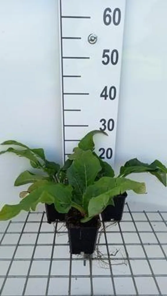 Plantes vivaces Silphium Maya - Set de 6 godets 9cm pour massifs fleuris