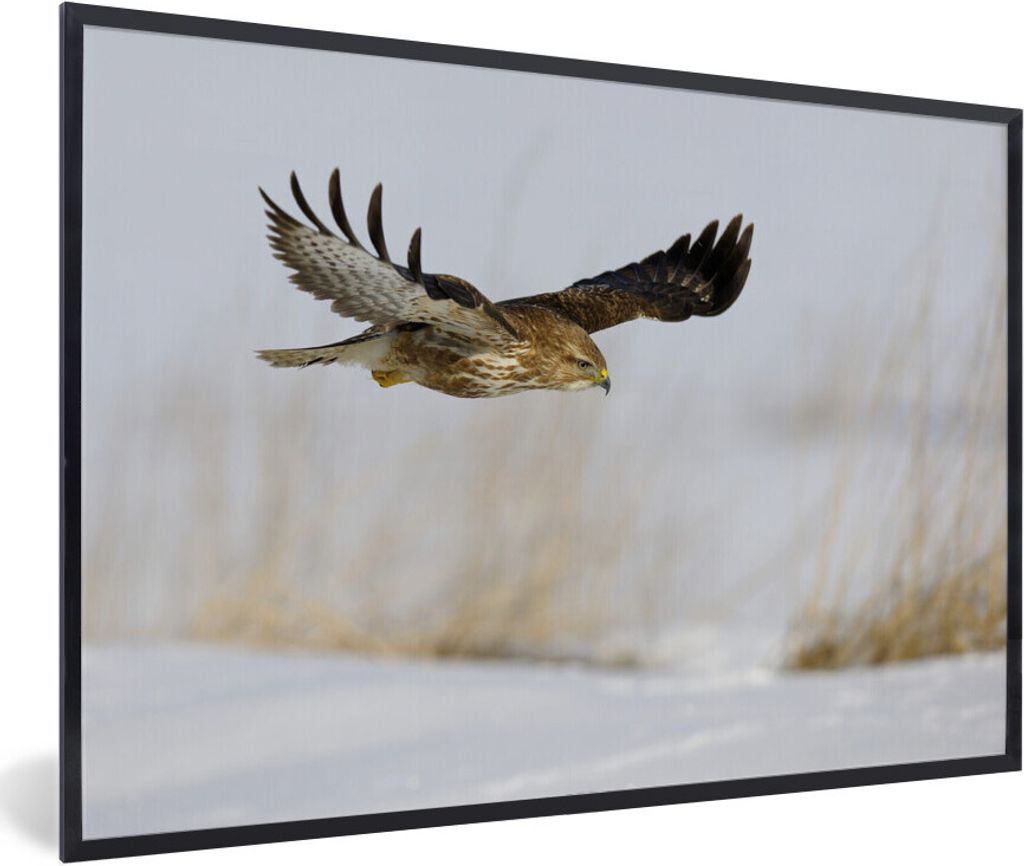 MuchoWow Gerahmtes Poster Bussard im Flug über verschneitem Boden in einer Winterlandschaft 30x20 cm - Poster mit Schwarzem Bilderrahmen Wandpos...