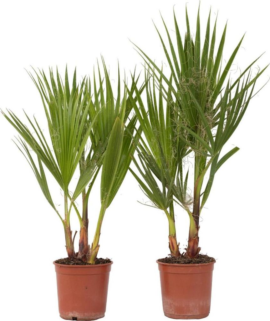 Mexikanische Fächerpalme - 2 Stk - Washingtonia robusta - Höhe 50-60cm - 15cm