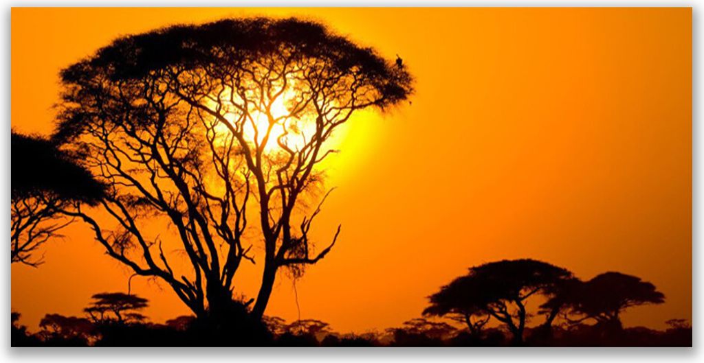 Tulup Leinwand-Bilder 140x70 Wandbild Canvas Kunstdruck Bäume Sonne Natur
