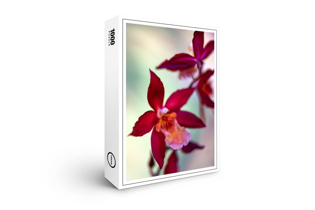 raxxa Premium-Puzzle "Miltonia hybrid", 1000 Teile