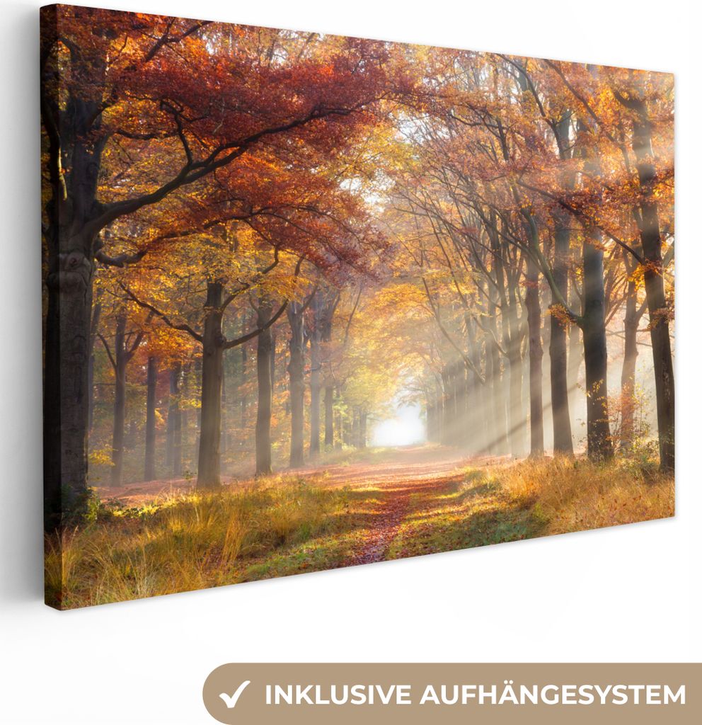 MuchoWow - Leinwandbilder - Herbst - Wald - Baum, Wandbild, Wanddeko Bilder Wohnzimmer, 60x40 cm