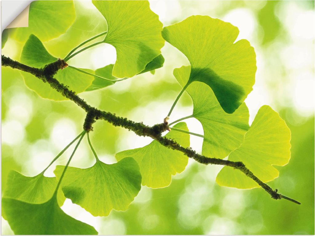 ARTland Wandbild, selbstklebend Ginkgo Größe: 60x45 cm