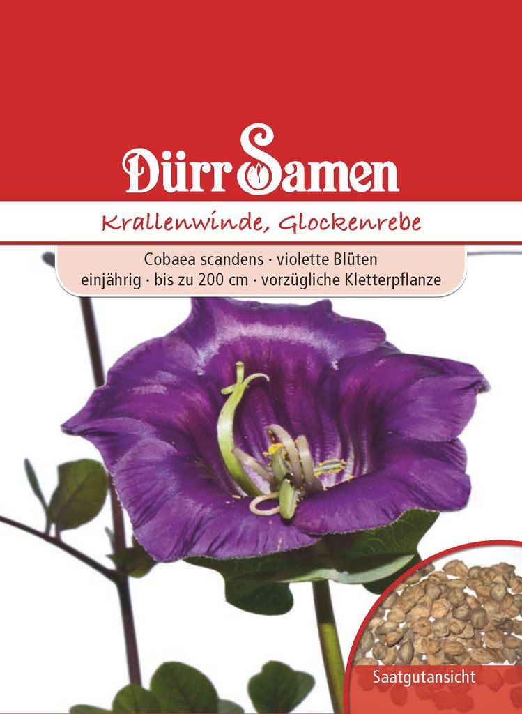 Glockenrebe | Glockenrebensamen von Dürr Samen Produktbild 